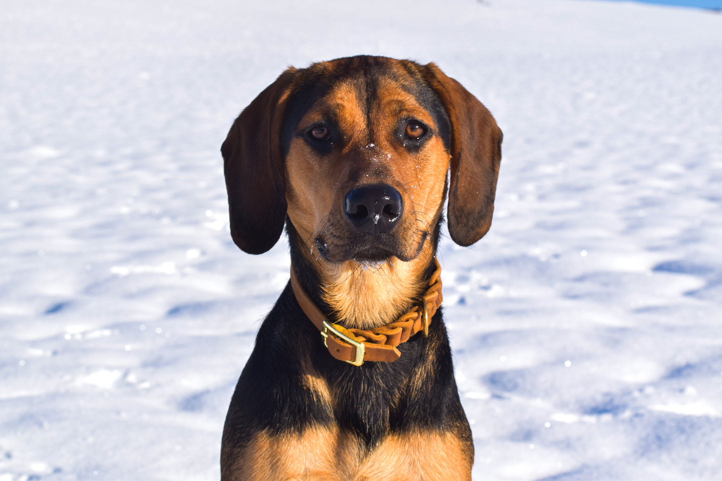 Individuelles Hundehalsband aus Fettleder