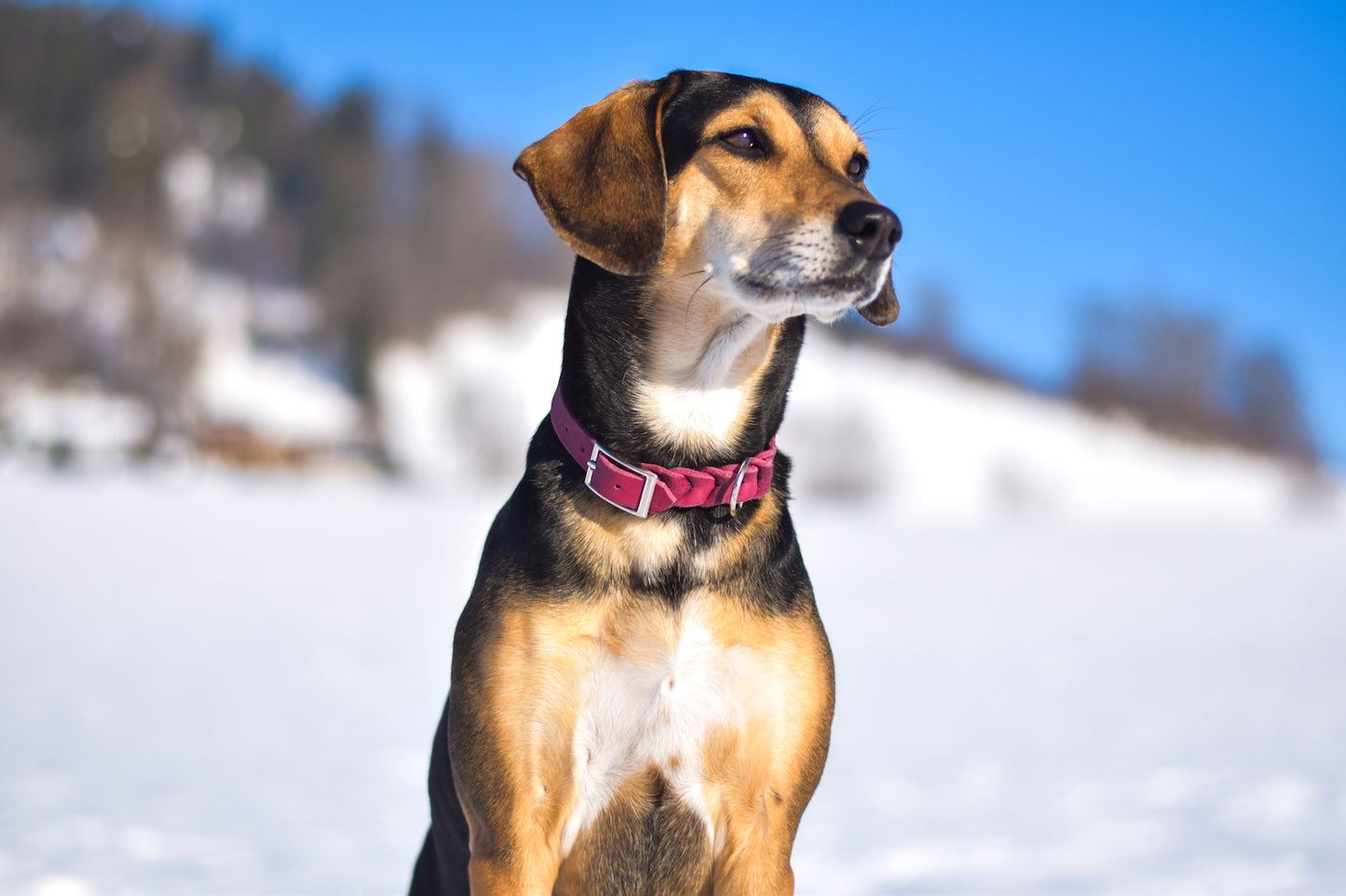 Individuelles Hundehalsband aus Fettleder