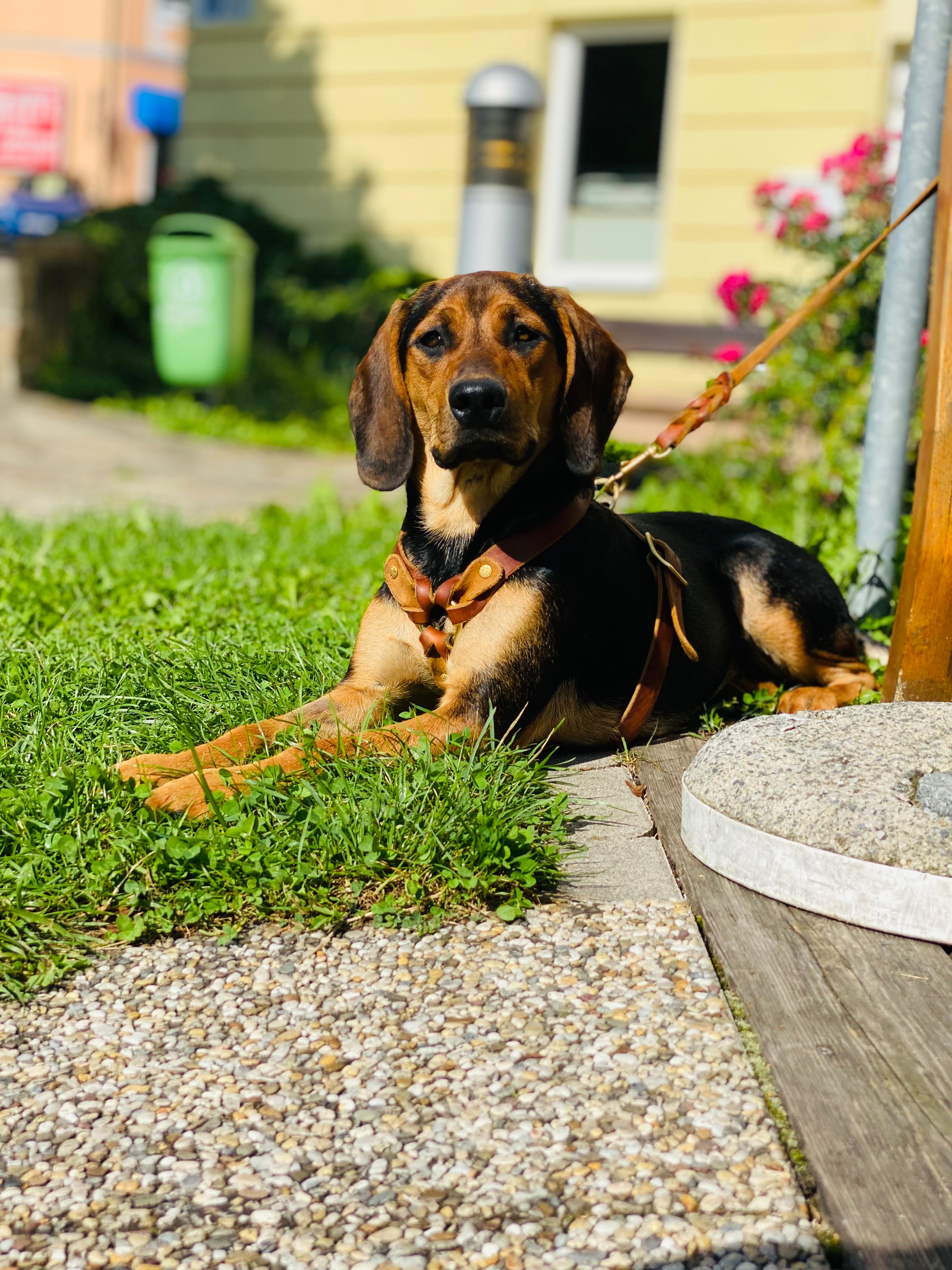 Hund: Nachhaltige Produkte für deinen Hund.